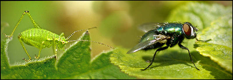 Fly